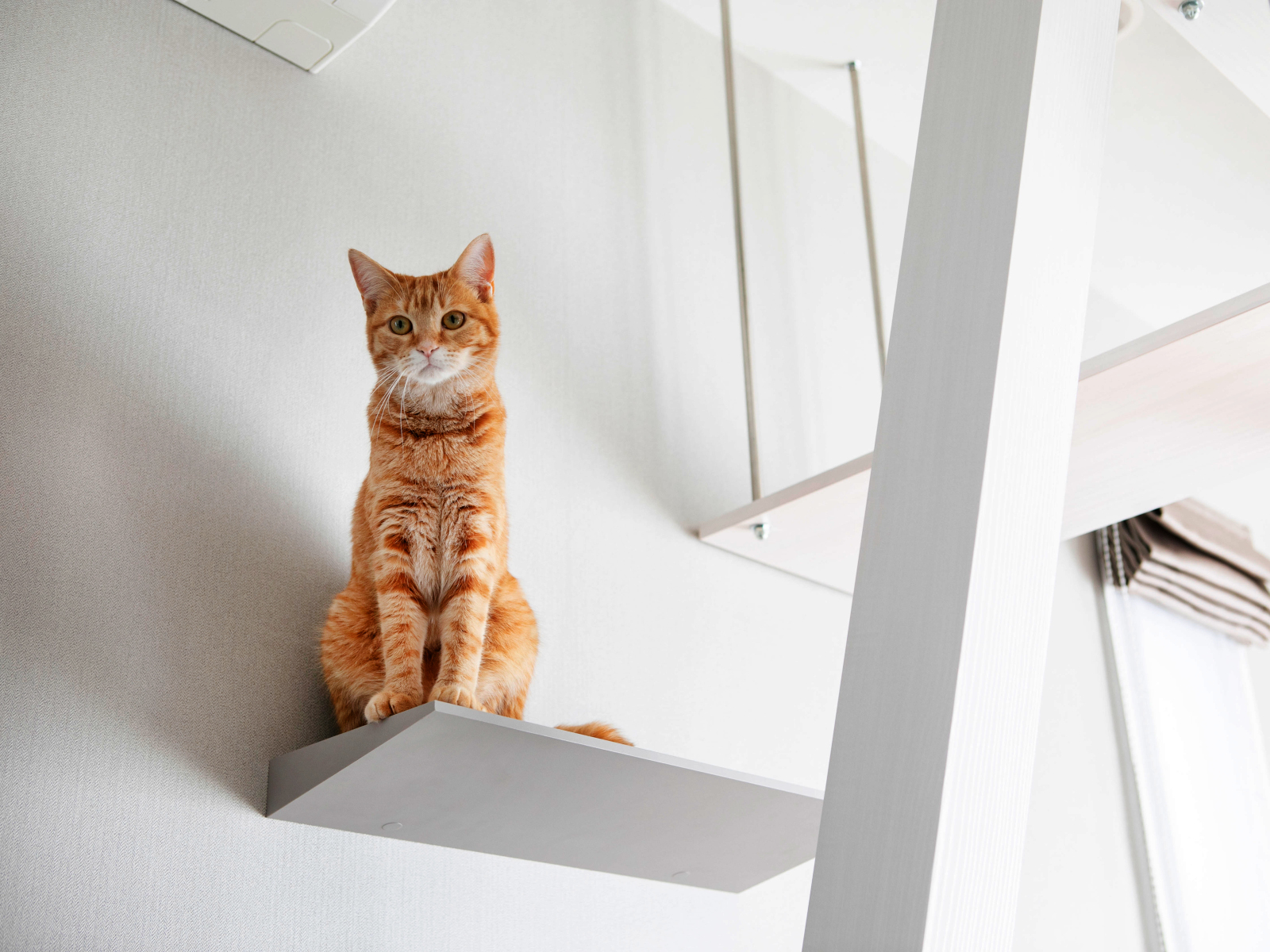 ペットリフォームの事例。miratap（サンワカンパニー）のピッタナを利用したキャットウォーク。