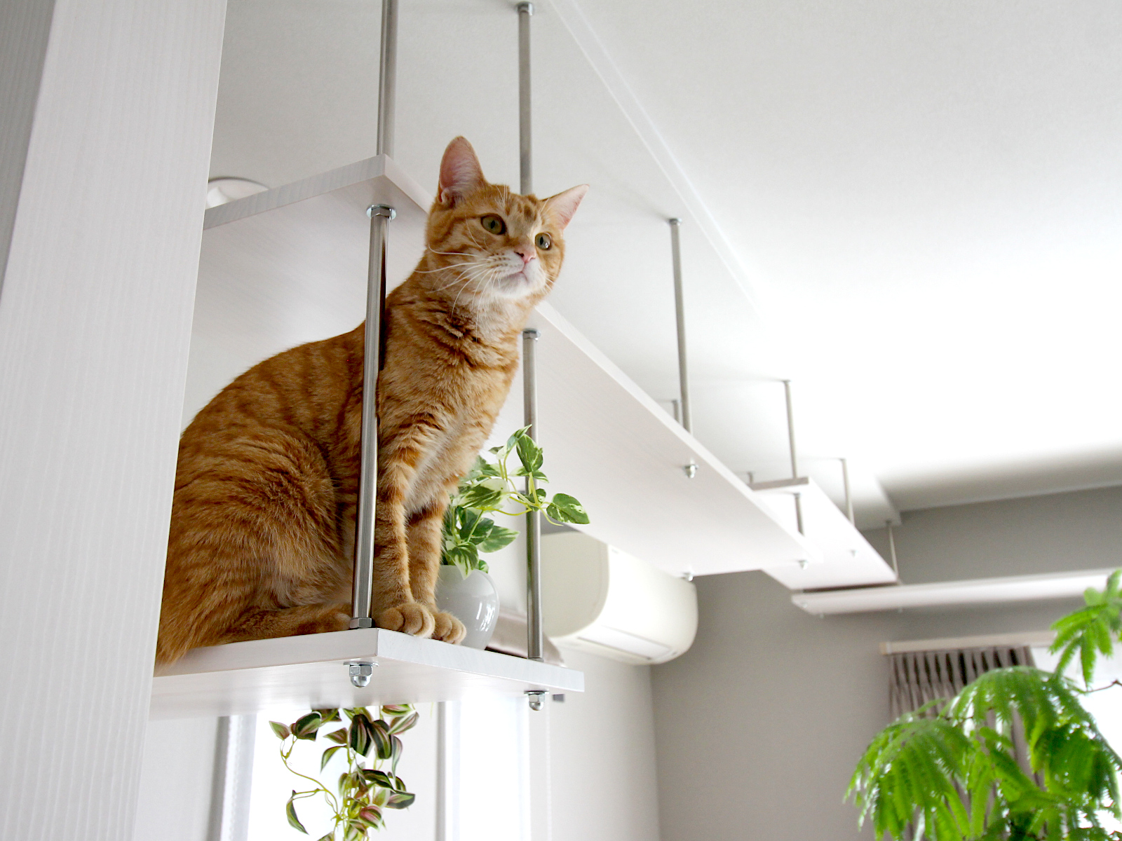 ペットリフォームの事例。WOODONEニュージーパインホワイトの棚板を使い、猫が快適に遊べる空間を実現。