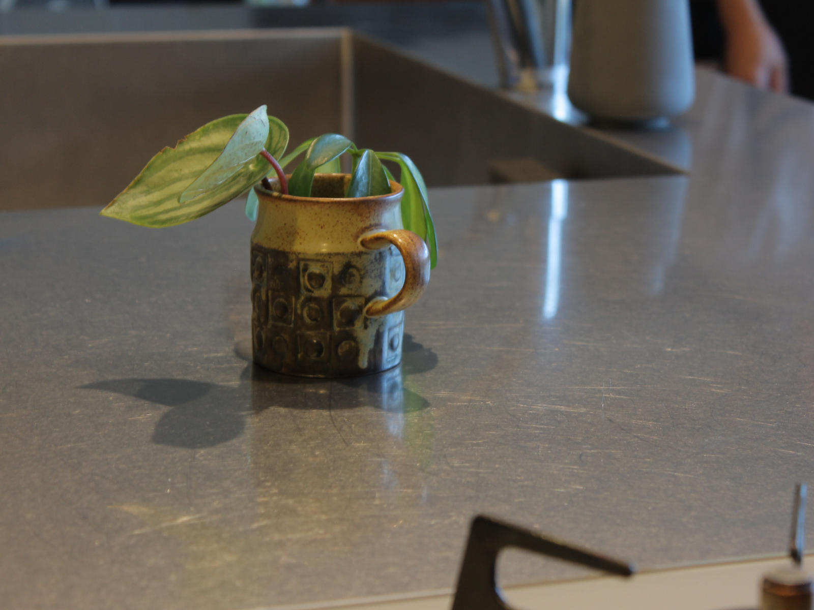 キッチンカウンターに置かれた観葉植物。素材感あるステンレス天板と相まって、暮らしに温かみを添える。