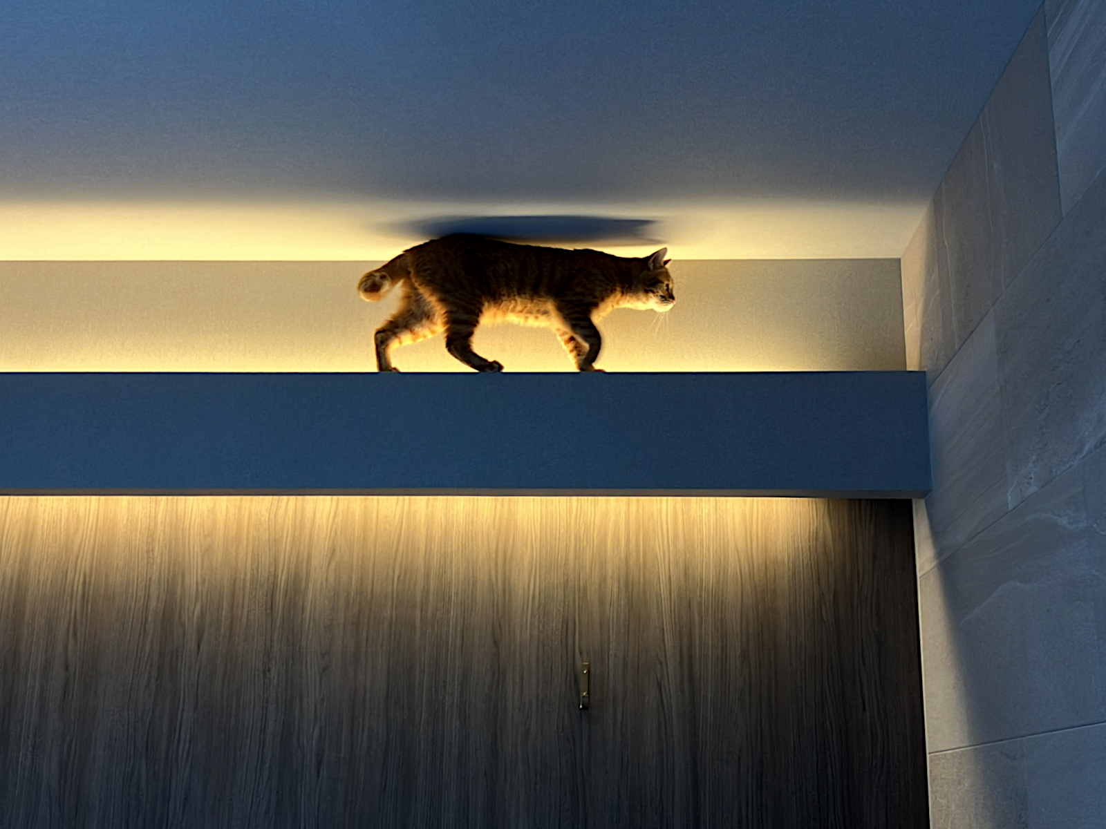 愛知県Y様邸リビング。間接照明上を歩く猫の姿が印象的なキャットウォークリフォーム事例。